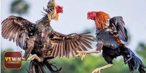 Luật Thi Đấu Gà Tre – Cần Ghi Nhớ